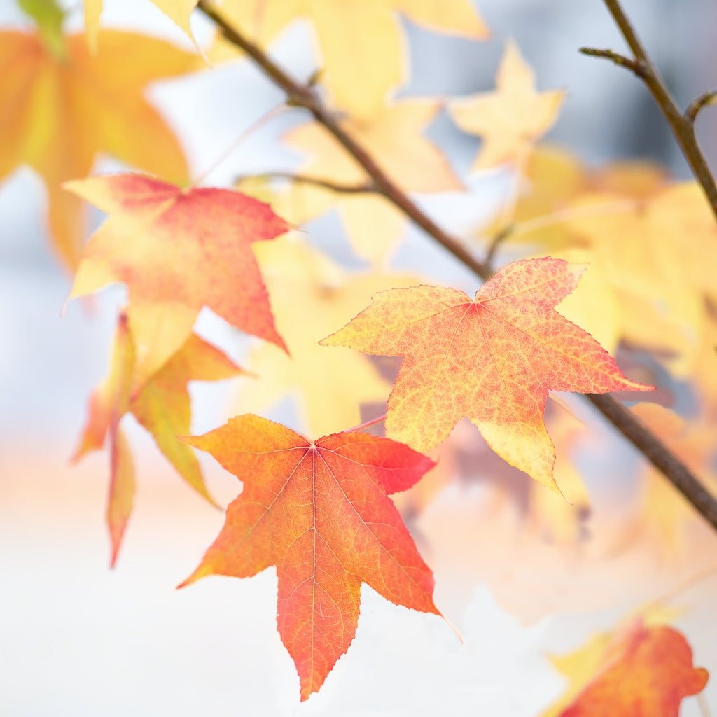 6 Important Autumn Wellness Tips for a Happy and Healthy Fall Season