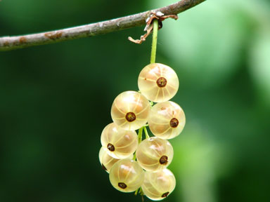  Translucent Amla berries hanging from branch. Best superfood for healing, blood flow to brain and heart, fights cell damage, better digestion. Ingredient in 100% Organic Chywanprash Miracle Jam herbal superfood. 