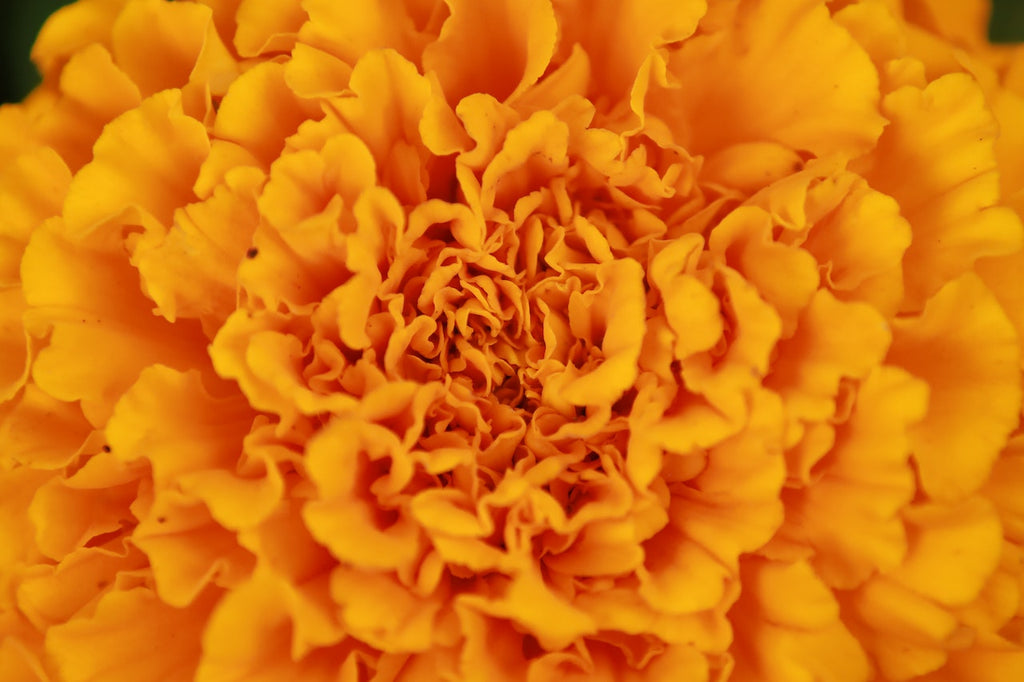 Close up of petals of orange marigold flower. Purity of nature and natural products. 