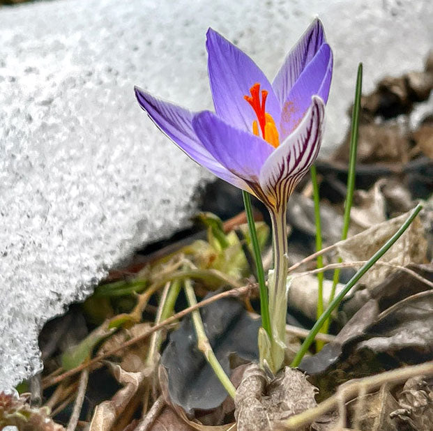Small Purple color Kashmiri Saffron flower blooming from the ground. Purest ingredients used in Vedic Tiger's natural skin care, hair care and nutritional supplement products.